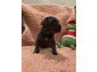 Neapolitan Mastiff Puppy for sale in Port Crane, NY, USA