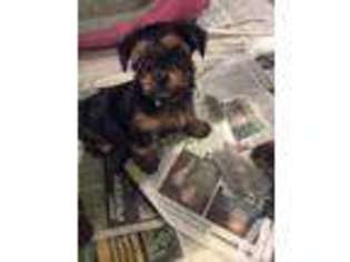 Yorkshire Terrier Puppy for sale in NORTHVALE, NJ, USA