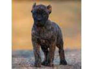 Cane Corso Puppy for sale in Cable, OH, USA