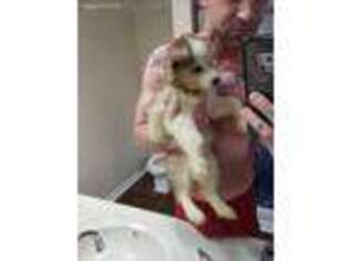 Siberian Husky Puppy for sale in Waukegan, IL, USA