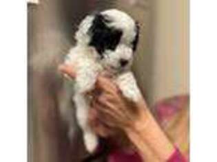 Mutt Puppy for sale in Delhi, CA, USA