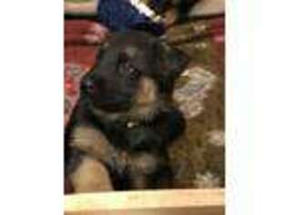 German Shepherd Dog Puppy for sale in Hudson, CO, USA