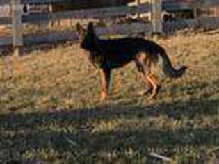 German Shepherd Dog Puppy for sale in Mount Gilead, OH, USA