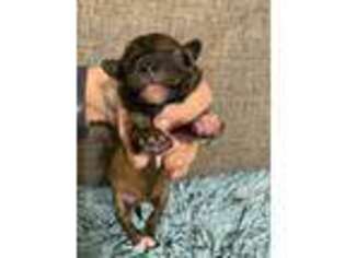 Mutt Puppy for sale in Bedford, IA, USA