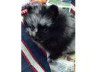 Pomeranian Puppy for sale in SANTA ROSA, CA, USA
