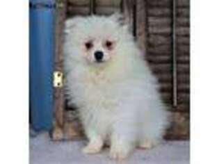 Pomeranian Puppy for sale in Sugarcreek, OH, USA