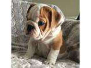 Bulldog Puppy for sale in Orlando, FL, USA