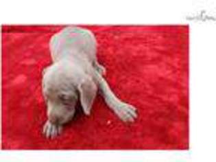 Weimaraner Puppy for sale in Albany, NY, USA