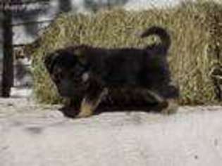 German Shepherd Dog Puppy for sale in Raton, NM, USA