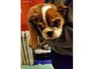 Bulldog Puppy for sale in Granby, MA, USA