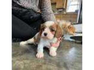 Cavalier King Charles Spaniel Puppy for sale in Stover, MO, USA