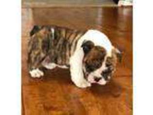 Bulldog Puppy for sale in Billings, MT, USA