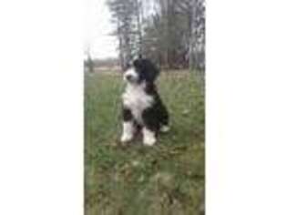 Mutt Puppy for sale in Washburn, WI, USA