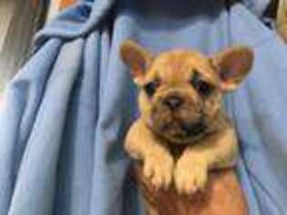 French Bulldog Puppy for sale in Rutland, IL, USA
