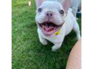 French Bulldog Puppy for sale in Durham, NC, USA