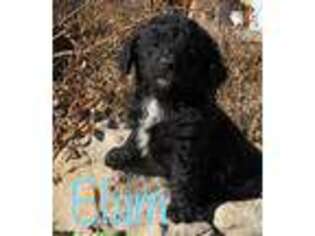 Mutt Puppy for sale in Rocky Ford, CO, USA
