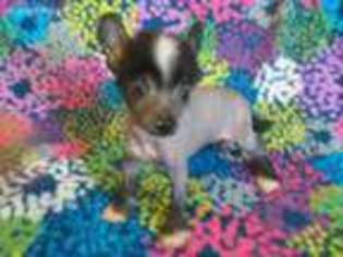 Chinese Crested Puppy for sale in Comer, GA, USA