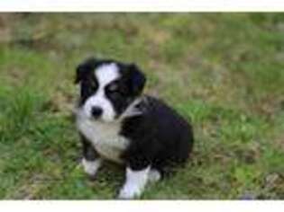 Miniature Australian Shepherd Puppy for sale in Raymond, ME, USA