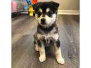 Alaskan Klee Kai Puppy for sale in Beverly Hills, FL, USA