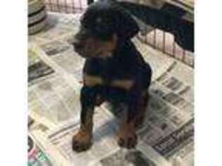 Doberman Pinscher Puppy for sale in New Carlisle, OH, USA