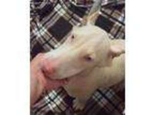 Doberman Pinscher Puppy for sale in Macon, GA, USA