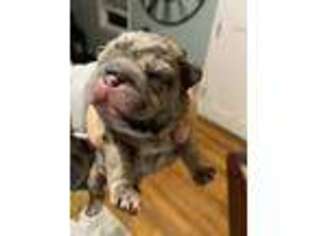 French Bulldog Puppy for sale in Maceo, KY, USA
