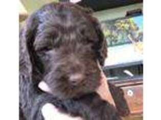 Labradoodle Puppy for sale in Rockville, VA, USA