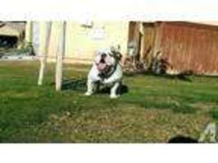 Bulldog Puppy for sale in OCEANSIDE, CA, USA