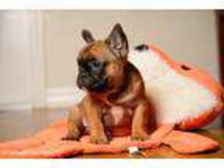 French Bulldog Puppy for sale in Eustis, FL, USA