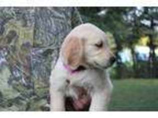 Golden Retriever Puppy for sale in Cabool, MO, USA