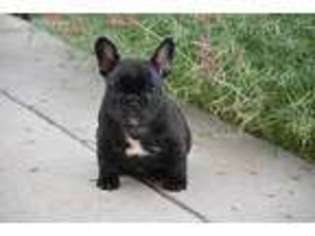 French Bulldog Puppy for sale in Carr, CO, USA