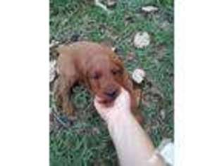 Mutt Puppy for sale in DUNEDIN, FL, USA