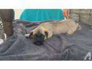 Mastiff Puppy for sale in GRAND RAPIDS, MI, USA