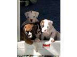 Boxer Puppy for sale in Jackson, MS, USA