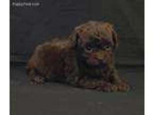 Mutt Puppy for sale in Perdido, AL, USA