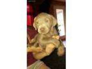 Labrador Retriever Puppy for sale in Channing, MI, USA