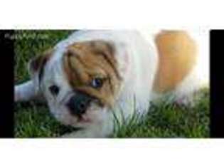 Bulldog Puppy for sale in Saint Clair, MI, USA