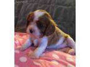 Cavalier King Charles Spaniel Puppy for sale in Linden, MI, USA