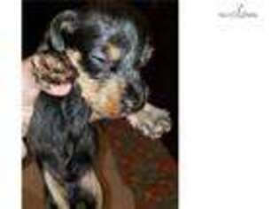 Dachshund Puppy for sale in Lansing, MI, USA