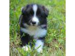 Border Collie Puppy for sale in Dunn, NC, USA