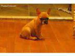 French Bulldog Puppy for sale in Ridgewood, NY, USA