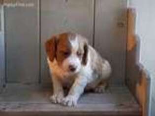 Brittany Puppy for sale in Catawissa, PA, USA