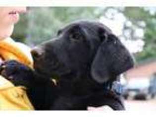 Labrador Retriever Puppy for sale in Augusta, WI, USA