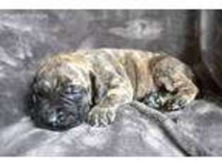 Mastiff Puppy for sale in Palmer, AK, USA