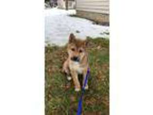 Shiba Inu Puppy for sale in Watertown, NY, USA