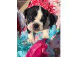 Bulldog Puppy for sale in Katy, TX, USA