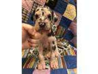 Great Dane Puppy for sale in Edmonton, KY, USA