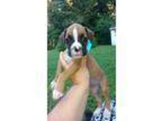 Boxer Puppy for sale in Suffolk, VA, USA