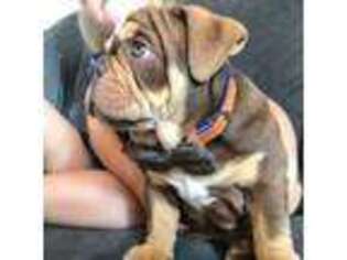 Bulldog Puppy for sale in Groveton, TX, USA