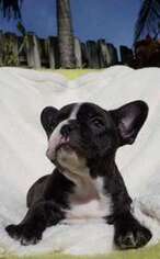 French Bulldog Puppy for sale in Pembroke Pines, FL, USA